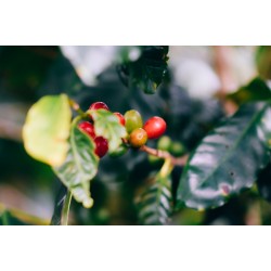 CAFEA HOTCOFFEE COSTA RICA TARRAZU LA PASTORA 250G CAFEA HOTCOFFEE COSTA RICA TARRAZU LA PASTORA 250G