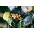 CAFEA HOTCOFFEE COSTA RICA TARRAZU LA PASTORA 250G