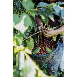 CAFEA HOTCOFFEE GUATEMALA 250G CAFEA HOTCOFFEE GUATEMALA 250G