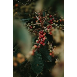 CAFEA HOTCOFFEE EL SALVADOR 250G CAFEA HOTCOFFEE EL SALVADOR 250G