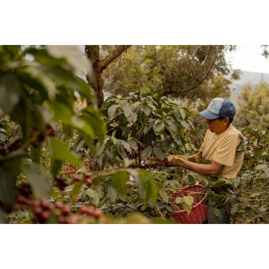 CAFEA HOTCOFFEE NICARAGUA FINCA MARAGOGYPE SHG 250G
