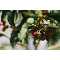 CAFEA HOTCOFFEE COSTA RICA JAGUAR HONEY 250G CAFEA HOTCOFFEE COSTA RICA JAGUAR HONEY 250G