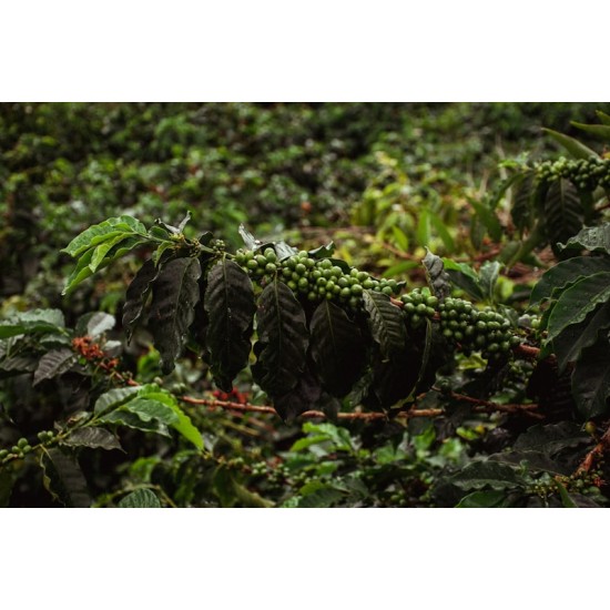 CAFEA HOTCOFFEE COLUMBIA FINCA LA LUISA HONEY 250G