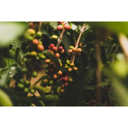 CAFEA HOTCOFFEE INDIA PLANTATION 250G