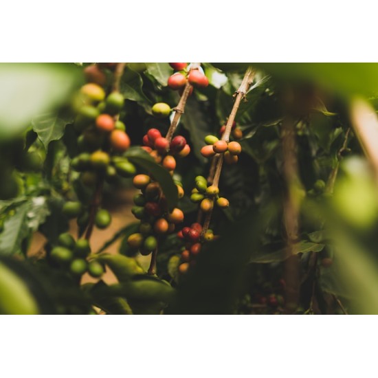 CAFEA HOTCOFFEE INDIA PLANTATION 250G