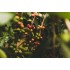 CAFEA HOTCOFFEE INDIA PLANTATION 250G