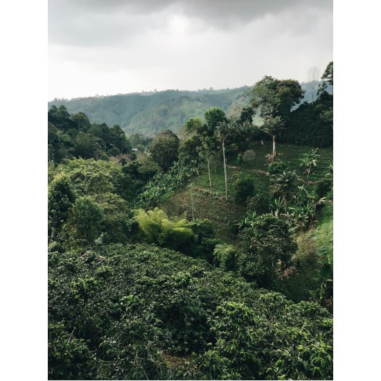 CAFEA HOTCOFFEE TANZANIA 250G