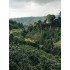 CAFEA HOTCOFFEE TANZANIA 250G